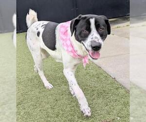 Mutt Dogs for adoption in San Martin, CA, USA