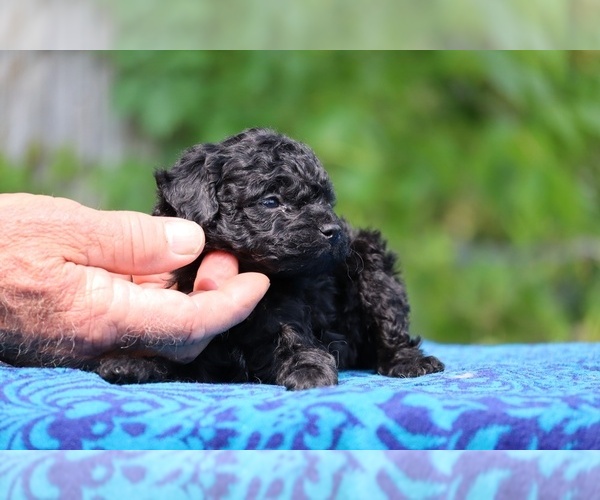 Medium Photo #3 Poodle (Toy) Puppy For Sale in DYERSBURG, TN, USA