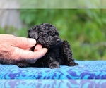 Small #2 Poodle (Toy)