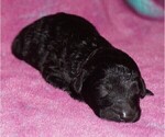 Small Photo #4 Labradoodle Puppy For Sale in LA HABRA, CA, USA