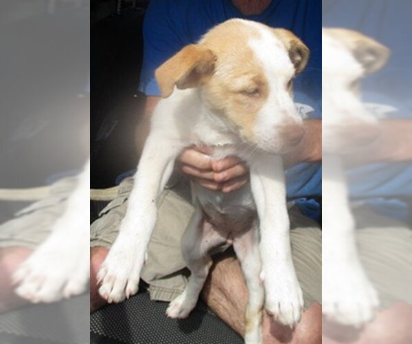 Medium Photo #1 Australian Shepherd Puppy For Sale in Oklahoma City, OK, USA