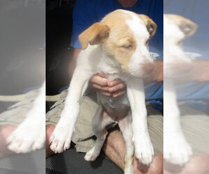 Australian Shepherd Dogs for adoption in Oklahoma City, OK, USA