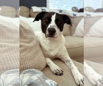 Small American Staffordshire Terrier-Pointer Mix