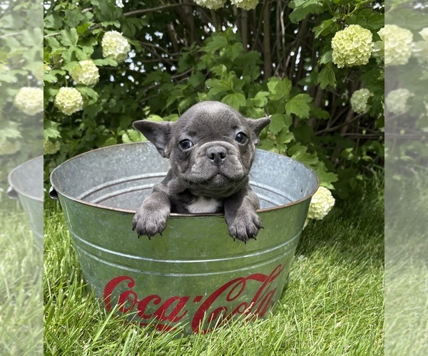 Medium Photo #5 French Bulldog Puppy For Sale in MIDDLEBURY, IN, USA