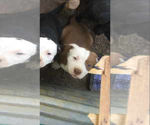 American Pit Bull Terrier Puppy for sale in ENOREE, SC, USA