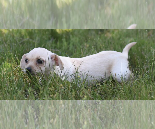 Medium Photo #2 Chihuahua Puppy For Sale in Mechanicsburg, PA, USA