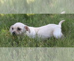 Small #1 Chihuahua