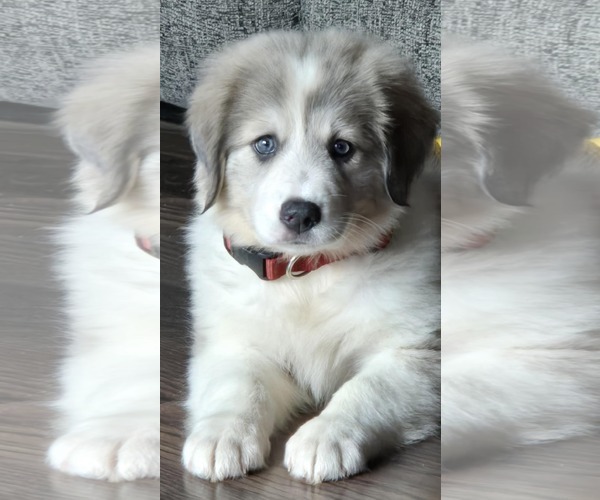 Medium Photo #1 Australian Shepherd-Great Pyrenees Mix Puppy For Sale in Mechanicsburg, PA, USA