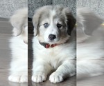 Small Australian Shepherd-Great Pyrenees Mix