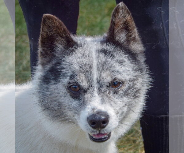 Medium Photo #1 Pomsky Puppy For Sale in Huntley, IL, USA