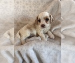 Puppy 7 Cavalier King Charles Spaniel-Poodle (Standard) Mix