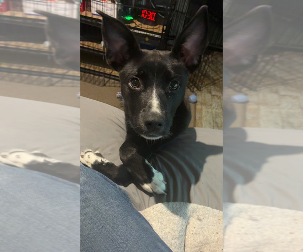 Medium Photo #1 American Pit Bull Terrier-Labrador Retriever Mix Puppy For Sale in WINCHESTER, OH, USA