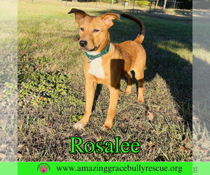 Rosalee - Female Chow Chow-Unknown Mix Dog for Adoption - Photo #16
