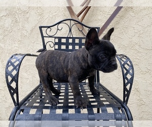 French Bulldog Puppy for sale in MORENO VALLEY, CA, USA