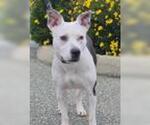 Small #1 American Pit Bull Terrier