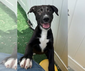 Labrador Retriever-Unknown Mix Dogs for adoption in GILBERTS, IL, USA