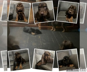 Bloodhound Puppy for sale in CLAYPOOL, IN, USA