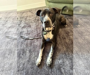 Labrador Retriever-Staffordshire Bull Terrier Mix Dogs for adoption in Duluth, MN, USA