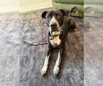 Small Labrador Retriever-Staffordshire Bull Terrier Mix
