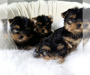 -Yorkshire Terrier Mix Puppy for sale in LIVONIA, MI, USA