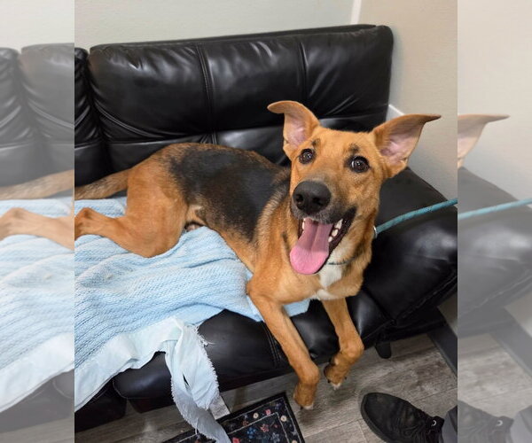 Medium Photo #5 German Shepherd Dog-Unknown Mix Puppy For Sale in Anniston, AL, USA