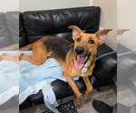Small Photo #5 German Shepherd Dog-Unknown Mix Puppy For Sale in Anniston, AL, USA