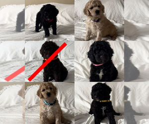 Poodle (Standard) Puppy for sale in EXETER, CA, USA
