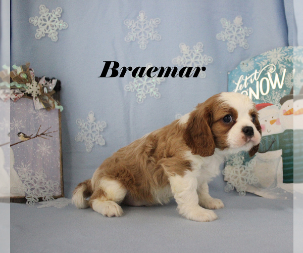 Medium Photo #5 Cavalier King Charles Spaniel Puppy For Sale in CHANUTE, KS, USA