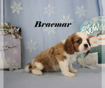 Small #4 Cavalier King Charles Spaniel