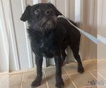 Small #2 Mutt