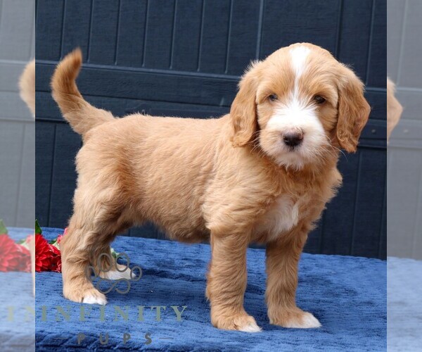 Medium Photo #1 Goldendoodle Puppy For Sale in LANCASTER, PA, USA