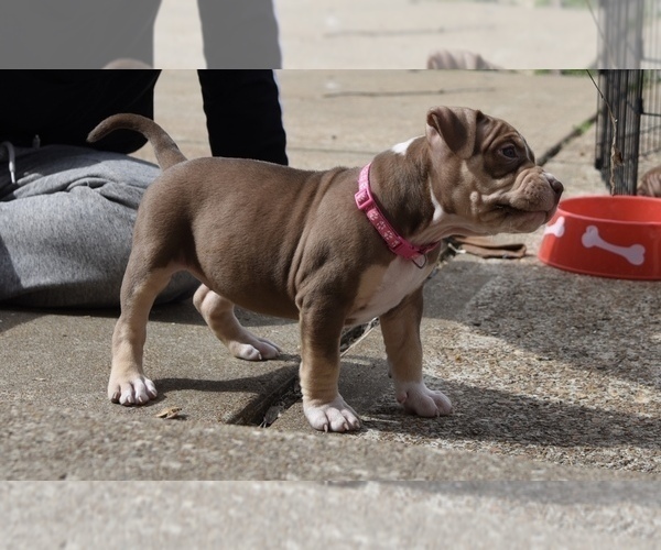 Medium Photo #1 American Bully Puppy For Sale in COUNTRY CLUB HILLS, MO, USA
