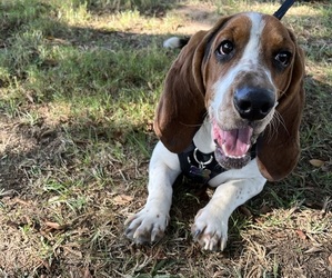 Basset Hound Dogs for adoption in MENIFEE, CA, USA