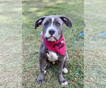 Small #3 American Pit Bull Terrier Mix