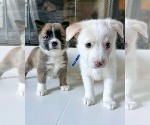 Medium Photo #8 American Staffordshire Terrier-Siberian Husky Mix Puppy For Sale in Corona, CA, USA