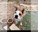 Small American Pit Bull Terrier Mix