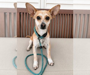 Chihuahua-Unknown Mix Dogs for adoption in Newport Beach, CA, USA