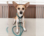 Small Chihuahua Mix