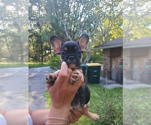 French Bulldog Puppy for sale in JACKSONVILLE, FL, USA