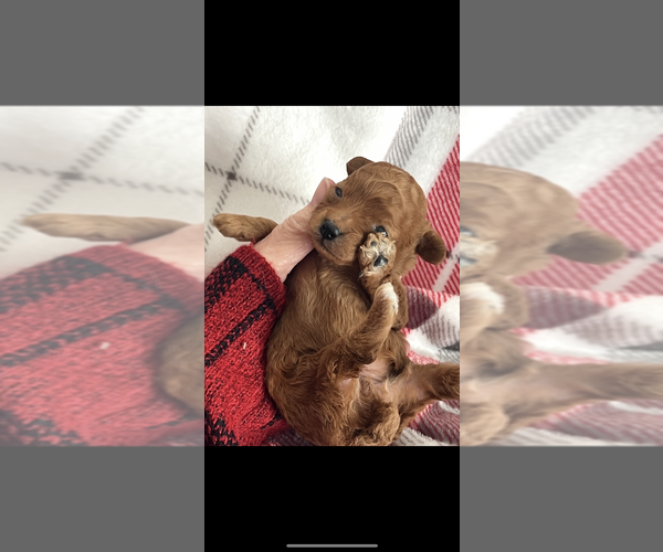 Medium Photo #3 Poodle (Toy) Puppy For Sale in NILES, MI, USA