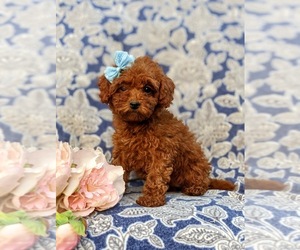 Poodle (Miniature) Puppy for sale in OXFORD, PA, USA
