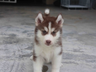 Siberian Husky Puppy for sale in BRIGHTON, CO, USA