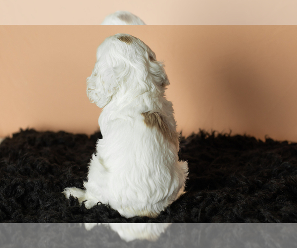 Medium Photo #6 Cocker Spaniel Puppy For Sale in NAPPANEE, IN, USA