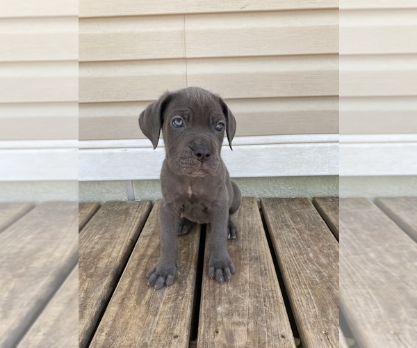 Medium Photo #5 Cane Corso Puppy For Sale in DALE, TX, USA