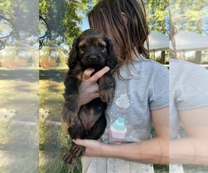 Chiweenie-Cockapoo Mix Puppy for sale in DEER PARK, WA, USA