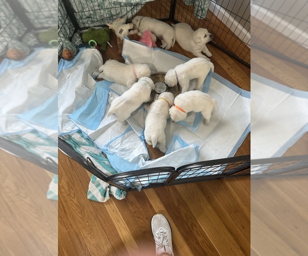 Medium Photo #2 Labrador Retriever Puppy For Sale in DIX HILLS, NY, USA
