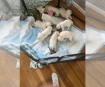 Small Photo #2 Labrador Retriever Puppy For Sale in DIX HILLS, NY, USA