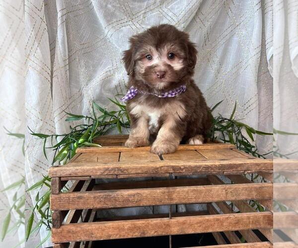 Medium Photo #1 Havanese Puppy For Sale in ORO VALLEY, AZ, USA