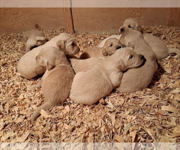 Medium Photo #33 Golden Retriever Puppy For Sale in CITRUS HEIGHTS, CA, USA