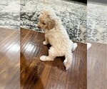 Small #1 Goldendoodle